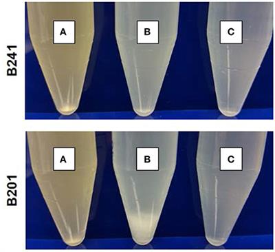 Escherichia coli O157:H7 Acid Sensitivity Correlates with Flocculation Phenotype during Nutrient Limitation